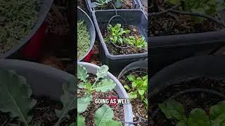 October Garden Tour Las Vegas