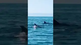 Dolphin Sighting. Pacific Ocean. #dolphin #dolphins #dolphinlove #dauphin #delfin #pacificocean
