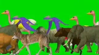 Animal stampede runing green screen! Animal stampede compilation video! # stampede # cartoon #tiger 