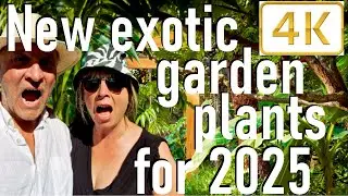 Tropical Gardens UK: New Exotic Plants, Flowers and Seeds for 2025 -- Make your garden look tropical