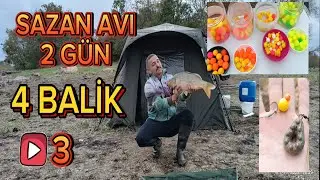 YABANİ AVLAKDA FİRTİNADA SAZAN AVI #keşfet #carpfishing #bigcarp #carp #sazanavi