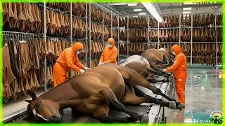 Inside the Horse Leather Factory - From Horse Farms to Million-Dollar Horse-Leather Products