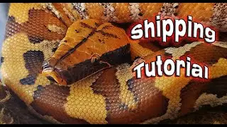 Reptile Shipping Tutorial