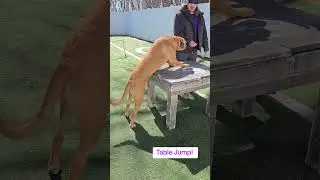high table jump! #dogdaycare #dawghouse #letyourdawgout #sitstayplay