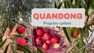 Quandong growing update from Cosgrove 2023