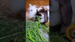 Hasenfreunde🐰 #cute #s&uuml;&szlig; #tiere #animals #pets #rabbit #spr&uuml;che #hase #hasen