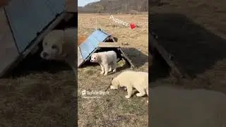 Cute Puppies #farm #farming #farmer #farmlife #dog #dogs #doglife #doglover #dogvideos #puppy #cute
