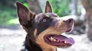 Pet photography in Melbourne | Melbourne Pet Photographers Pupparazzi