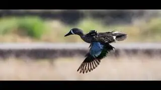 Unveiling the Mysteries of Waterfowl Migration with 50 Ducks