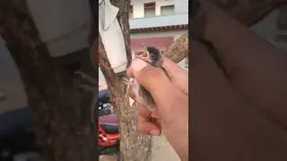 Bulbul bird's baby falls down from its nest sad life @BirdsLife03 #birds #bulbul #baby #wildlife