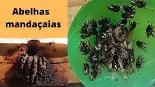 Nossas abelhas mandaçaias | abelhas nativas sem ferrão.