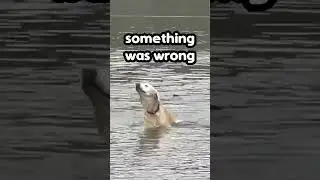 Owner Saves Pet Dog from Lake 👏
