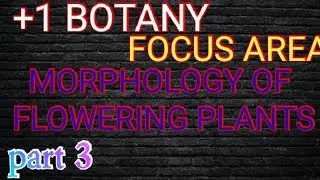 +1 BOTANY FOCUS AREA / MORPHOLOGY OF FLOWERING PLANTS / part 3