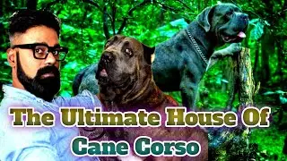 INDIA'S LARGEST HOUSE OF TOP CANE CORSO | VRIKSH VERMA | DOGGYZLIFE