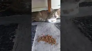 He won't eat unless I leave him alone #localcat #catshorts #cat #catlovers  #cute #ilovecat