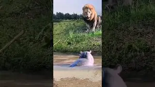See how the hippo can't hear the lion's voice.