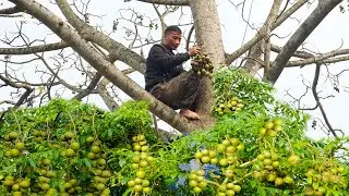 Harvesting Ambarella Fruit Goes to the market sell - 90 days of The Boy building a farm alone