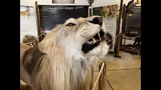 MUSEUM AT MOHOLOHOLO WILDLIFE REHABILITATION CENTRE HOEDSPRUIT, SOUTH AFRICA