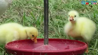 Ocas y Gansos beb&eacute;s / Baby Geese
