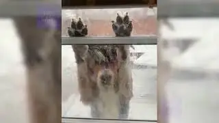 Cute Funny Cat and Dog Videos: You'll Laugh So Hard You'll Cry! | Part - 1 | #animalscatsdogsfunny