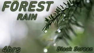 SleepSeries😴|4hrs|🌲 Rain Forest 🌲|🌧 Heavy Rain 🌧|⬛ Black Screen ⬛| Thunder | Ambient | Relax | Study