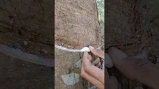 Smart 🤓 for rubber farming tapping 🌳 || #shorts #asmrfarming #rubberfarming #shortvideo #shortsfeed