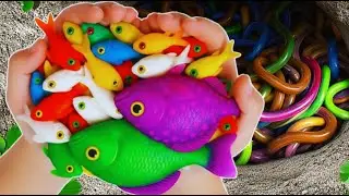 Catch Freshwater Aquarium Fish in Giant Colorful Eggs, Oranda Fish, Ice Blue Guppy, Koi, Swordfish