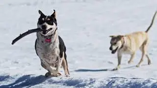 Thinking of cross country skiing with your dog on the Grand Mesa?