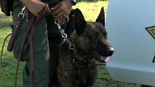 Girl Scouts Prompt Donation of Rattlesnake Vaccine for K-9s