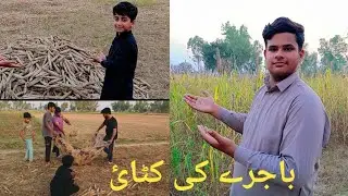 Finally Bajre ki katai shoro ||Facal ki katai|| Arbab Ali Vlog || Zain ul abdeen