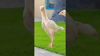 White Shamo chicks 2 months 👀🐓 #youtubeshorts #khayamkhanbirds #bird #chicken