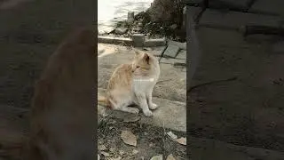 baby.... #foryou #koreandrama #koreanvlogs #food #minivlog #trendingshorts #vlog #students#cats
