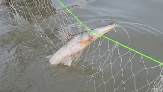 How do hunters read the fish by putting a net in the river #fishhunting2 #fishing 