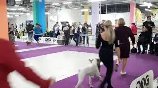 ATAMI ESENIJ YASNO SOLNYSHKO   BEST IN SHOW!