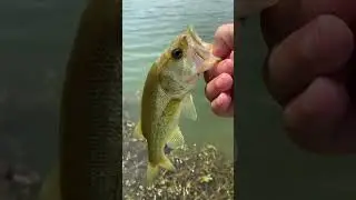 Caught a largemouth bass on shaky head hook with a lizard lure