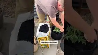 Grow Bags are the Best Inexpensive Garden Container!