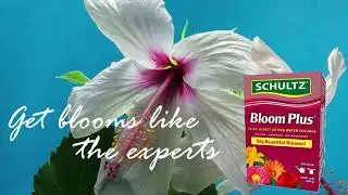 Schultz Bloom Boost