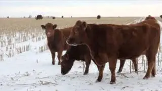 Beef Research Update - Galen Erickson - February 19, 2016