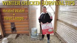 Winterizing the Chicken Coop: Wall Panels, Heated Water & Safe Heat Lamp Tips