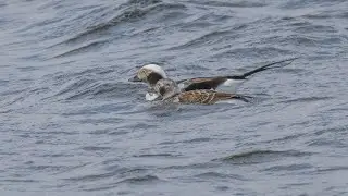 Birding Finland and Varanger 6/9 Smelror, Kiberg and Vads&oslash; area