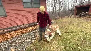 Bear the st Berdoodle learns heel