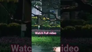 Peaceful Relaxing&nbsp;&nbsp;Rain Sounds For Sleeping 🌿Stop Over thinking, Stress Relief Sounds, Calming Sound