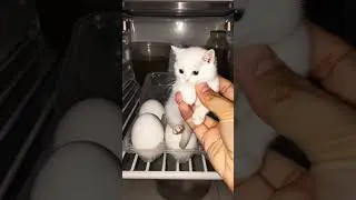 When a Cat Becomes an Egg! 🥚😹