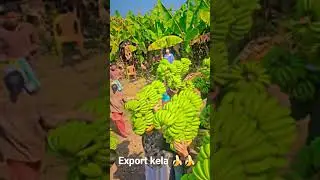 export quality banana savda Jalgaon #trending #kisan #fruit #ravi #ravi #banana #agriculture #save