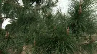 Types of Evergreens in the Landscape