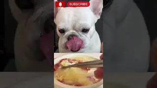 কুকুরটি পাস্তা আর সুপ খাচ্ছে.Dog Eating Pasta and Soup.