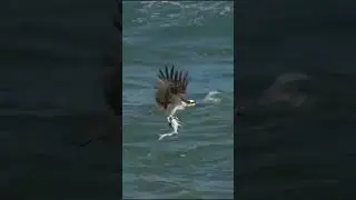 wow that's awesome catching fish #trending #ctto #story #funny #wsr
