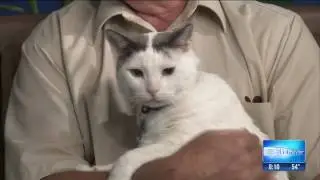 Simon the Cat | Robson Ranch | Greater Phoenix Retirement Community | Robson Resort Communities