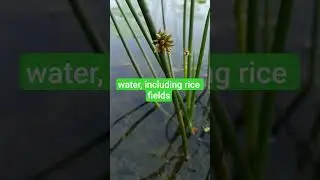 commonly known as bog bulrush, rough-seed bulrush, or ricefield bulrush####!