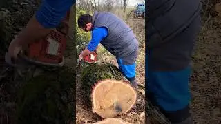 Husqvarna 357 XP darabol&aacute;s